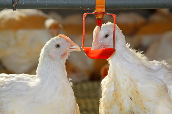 chicken-drinking--water-treatment-for-poultry