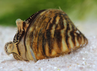 zebra-mussel-control